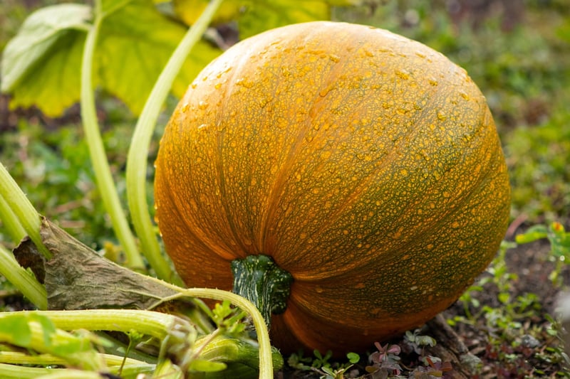 Fall Pumpkin
