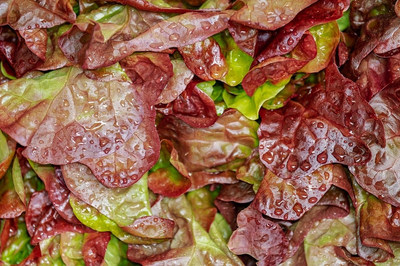 Citrus and Pomegranate Salad
