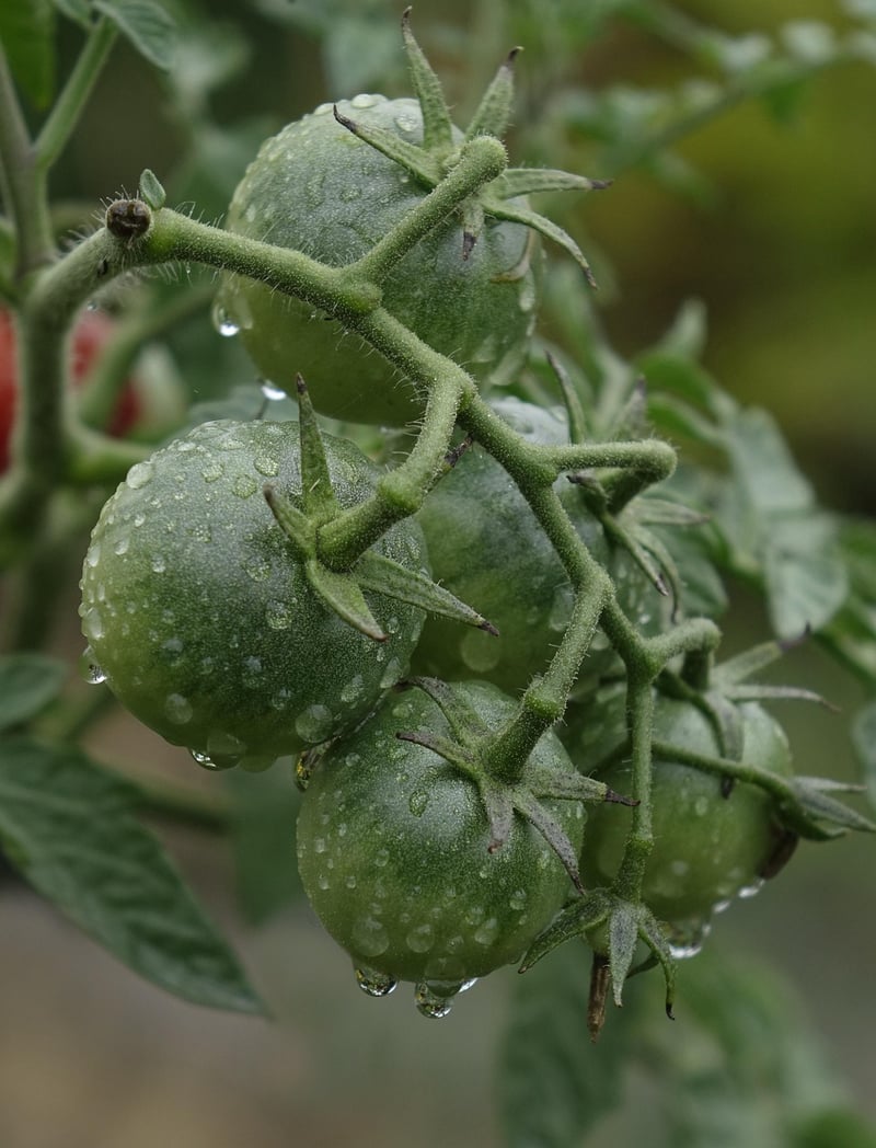 Summer Tomatoes