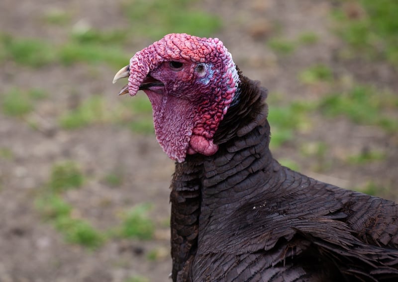 Roast Turkey